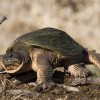 Harapós teknős, az aligátor teknős