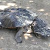 Cafrangos teknős az álcázás mestere