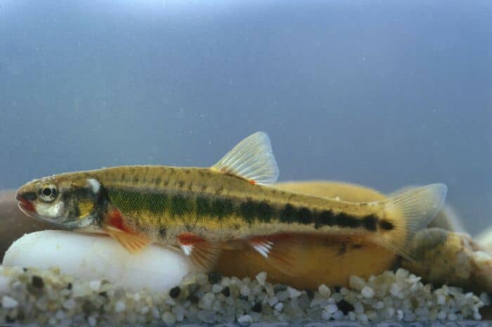 A Fürge és a Poznan cselle