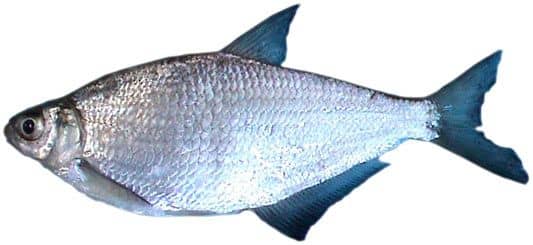 A Bagoly és a Lapos keszeg