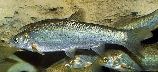 A Portugál és a Macedóniai koncér