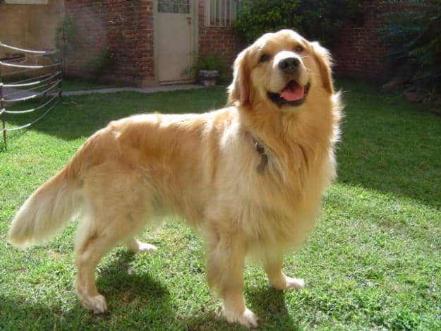 Golden Retriver az igazi társ