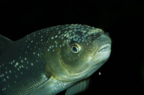 A Gyöngyös és a Küszkoncér