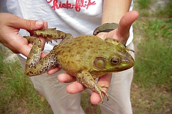 Az Ökörbéka jellegzetességei