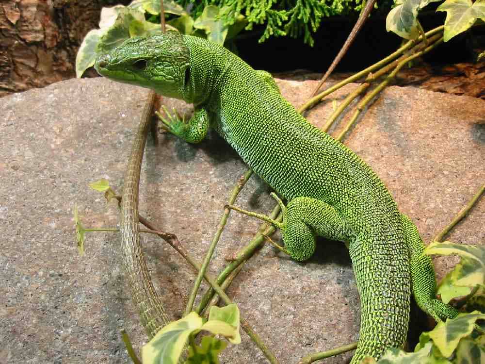 Balkáni zöldgyík Lacerta trilineata