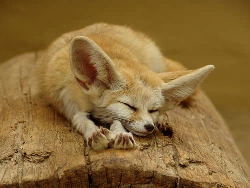 A fennek