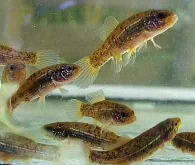 A Lápi póc és az Észak-amerikai póc