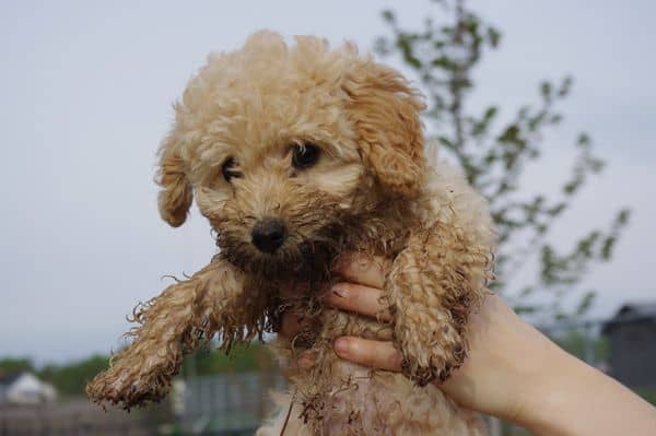 A rekesz betegségei kutyáknál