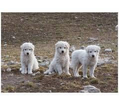 Abruzzói Juhászkutya