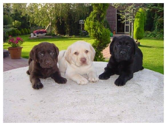 A labrador