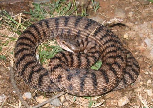 Áspis vipera Vipera aspis jellegzetességei