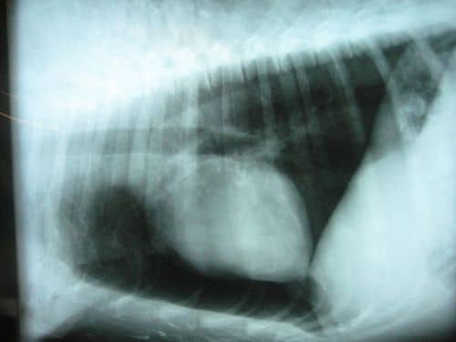 Kutyák rekeszsérve