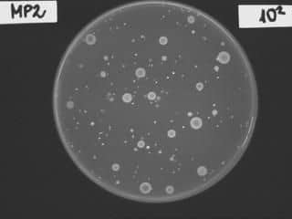 Aerob