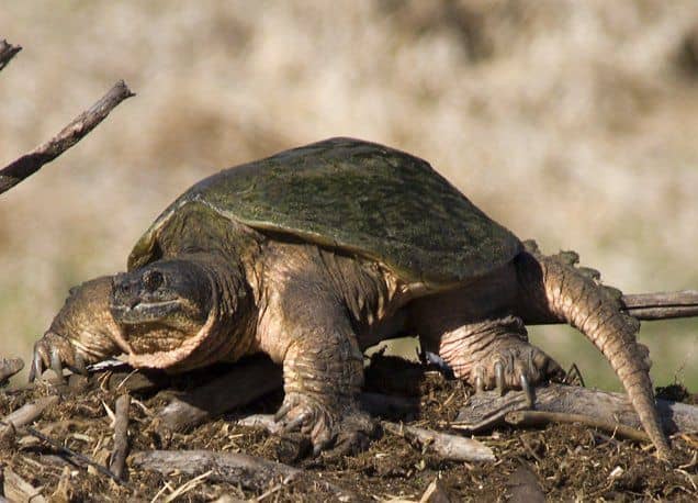 Harapós teknős, az aligátor teknős
