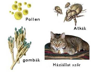 Allergia
