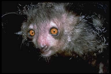 Aye-aye, avagy a véznaujjú maki