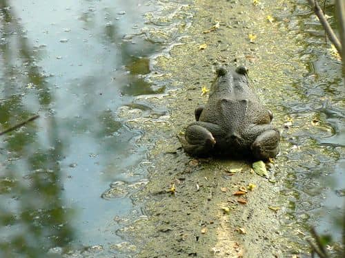 Az Ökörbéka élőhelye és tápláléka