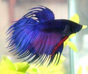 Betta, a sziámi harcos hal