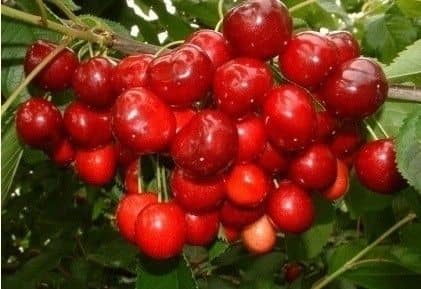 A cseresznye növényvédelme