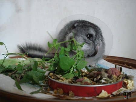 Mit egyen a csincsilla?