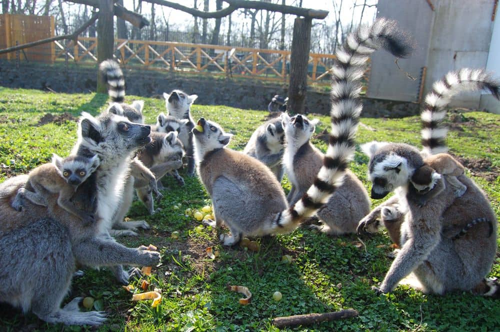 Sóstó-Zoo