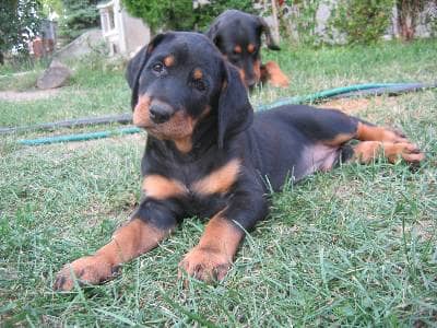 Nem hallgat rám a kutyám!