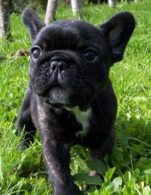 Francia bulldog