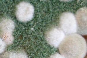 Gomba allergia