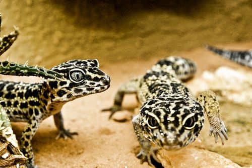 Leopárd gekkó
