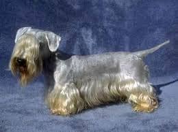 A Cesky Terrier és a Cseh Terrier