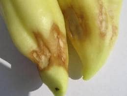 Foltosodás, repedés