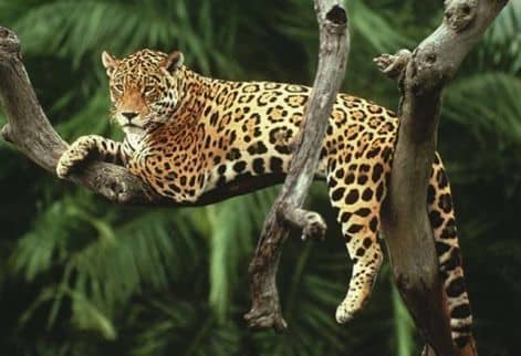 Hová lettek a jaguárok?