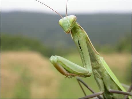 Ki az az ájtatos manó?