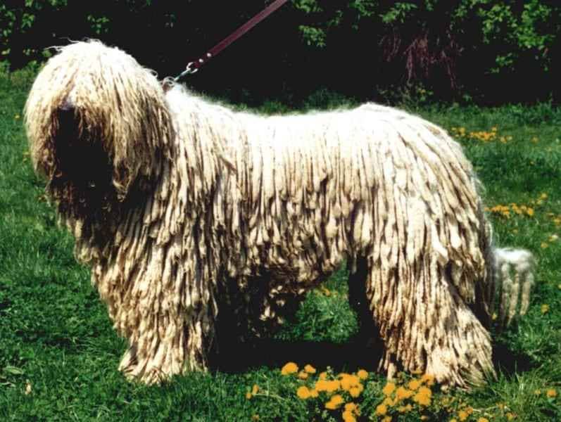 Komondor