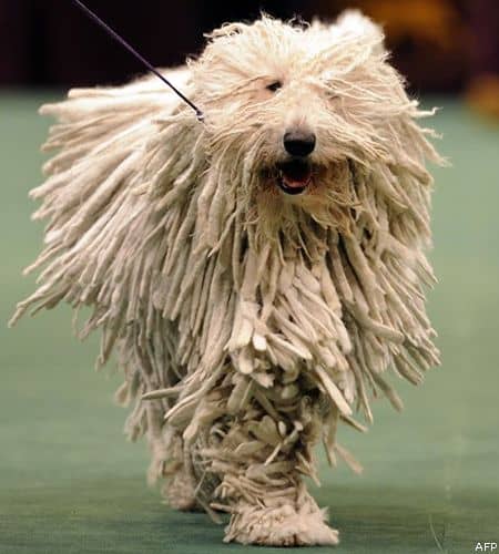Komondor a kutyák királya