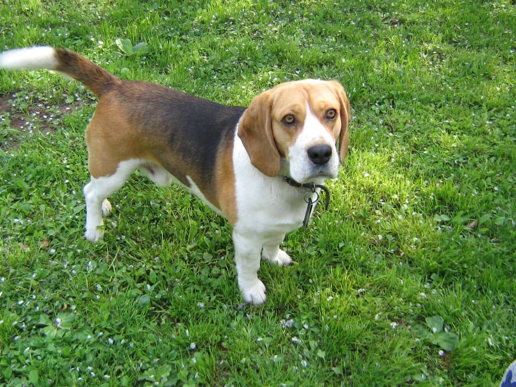 Bőrfertőzés a kutyán