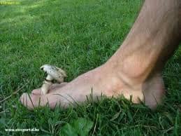 Gombásodás: nyáron gyakoribb