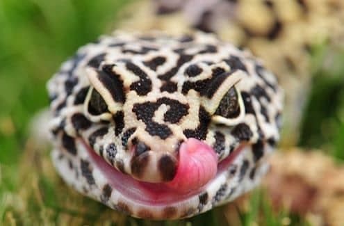 A leopárdgekkó tápláléka