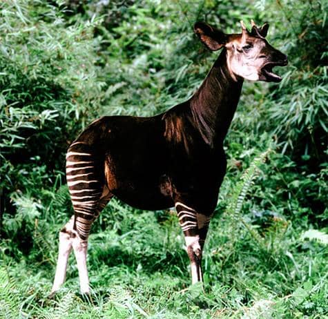 Okapi