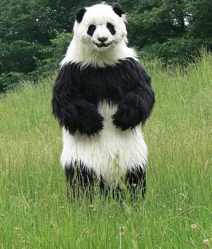 Panda