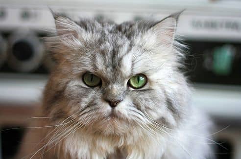 Kócos kedvencünk, a perzs macska