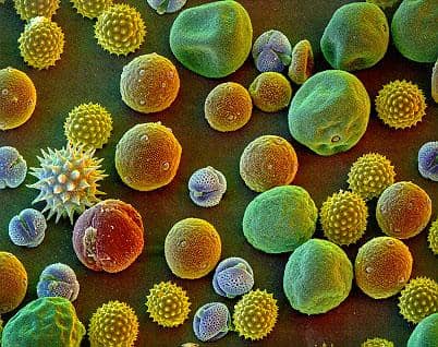A stressz súlyosbíthatja az allergiát
