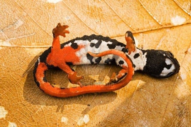 Pápaszemes szalamandra