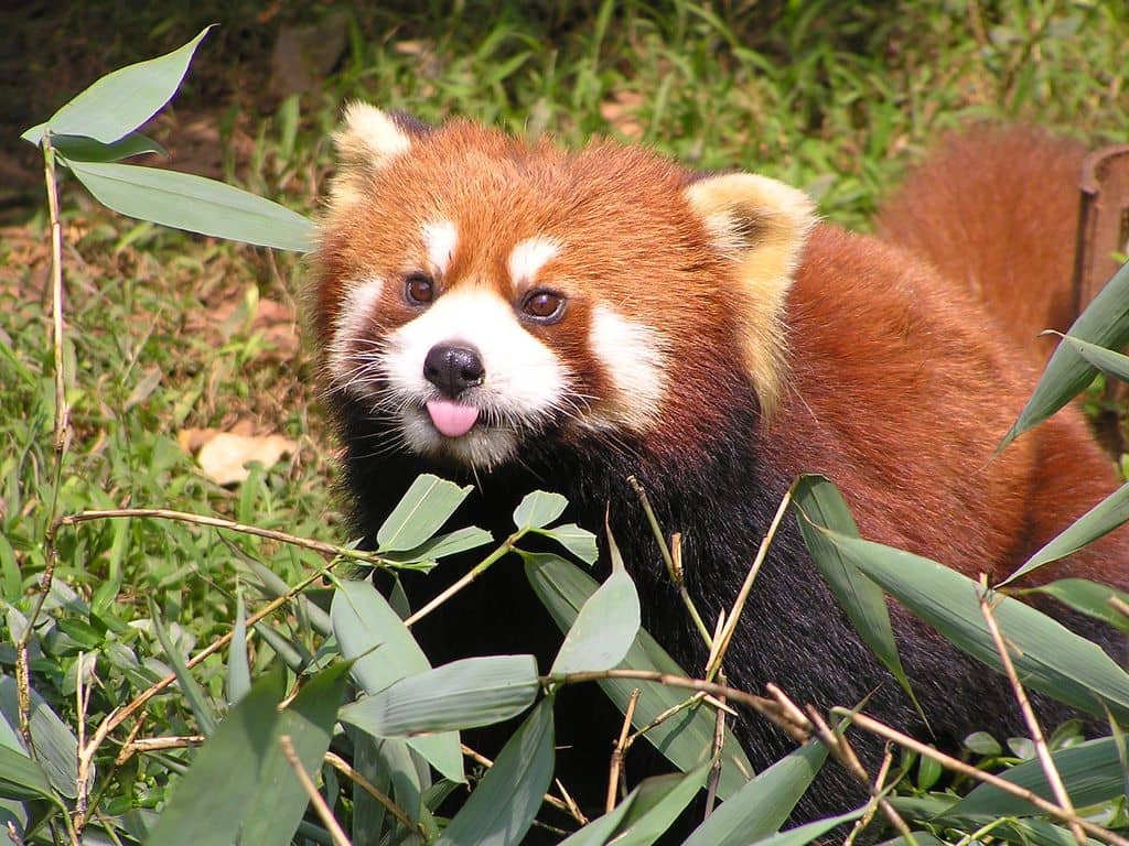 Kis panda