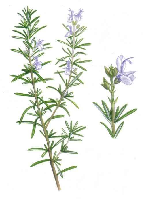 Rozmaring – A szerelem virága