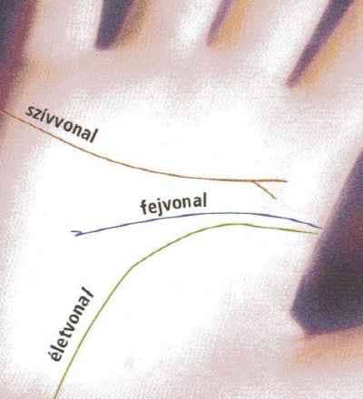 Tenyérjóslás: a szívvonal