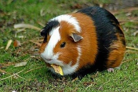 A tengerimalac mozgásigénye