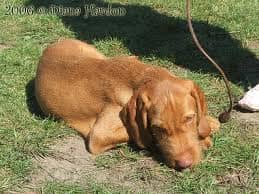 A drótszőrű magyar vizsla