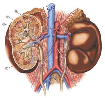 Heveny vesegyulladás (akut glomerulonefritisz) étrendje