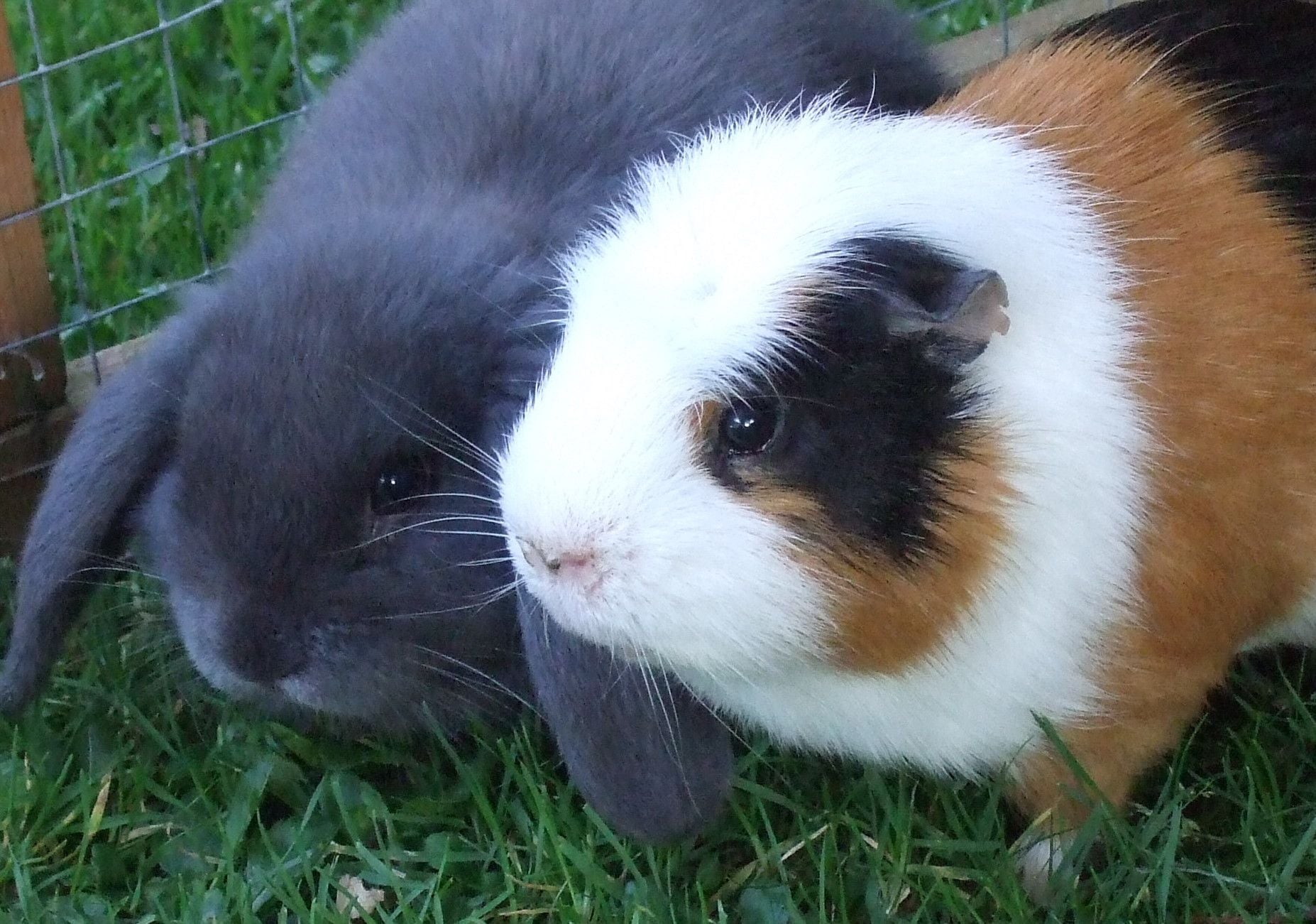 Hogyan válasszunk háziállatot?